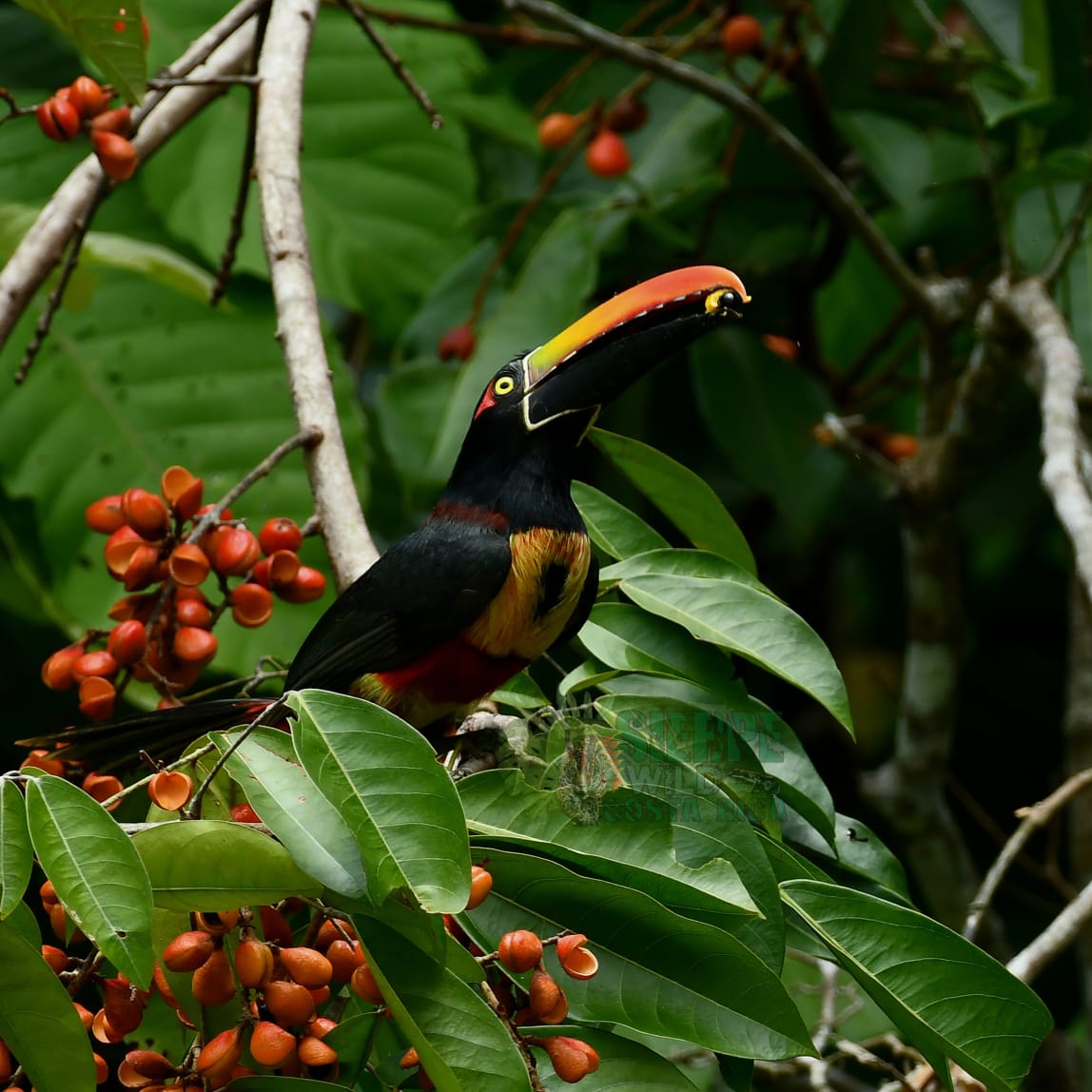 Birding And Photography Experience In Sierpe