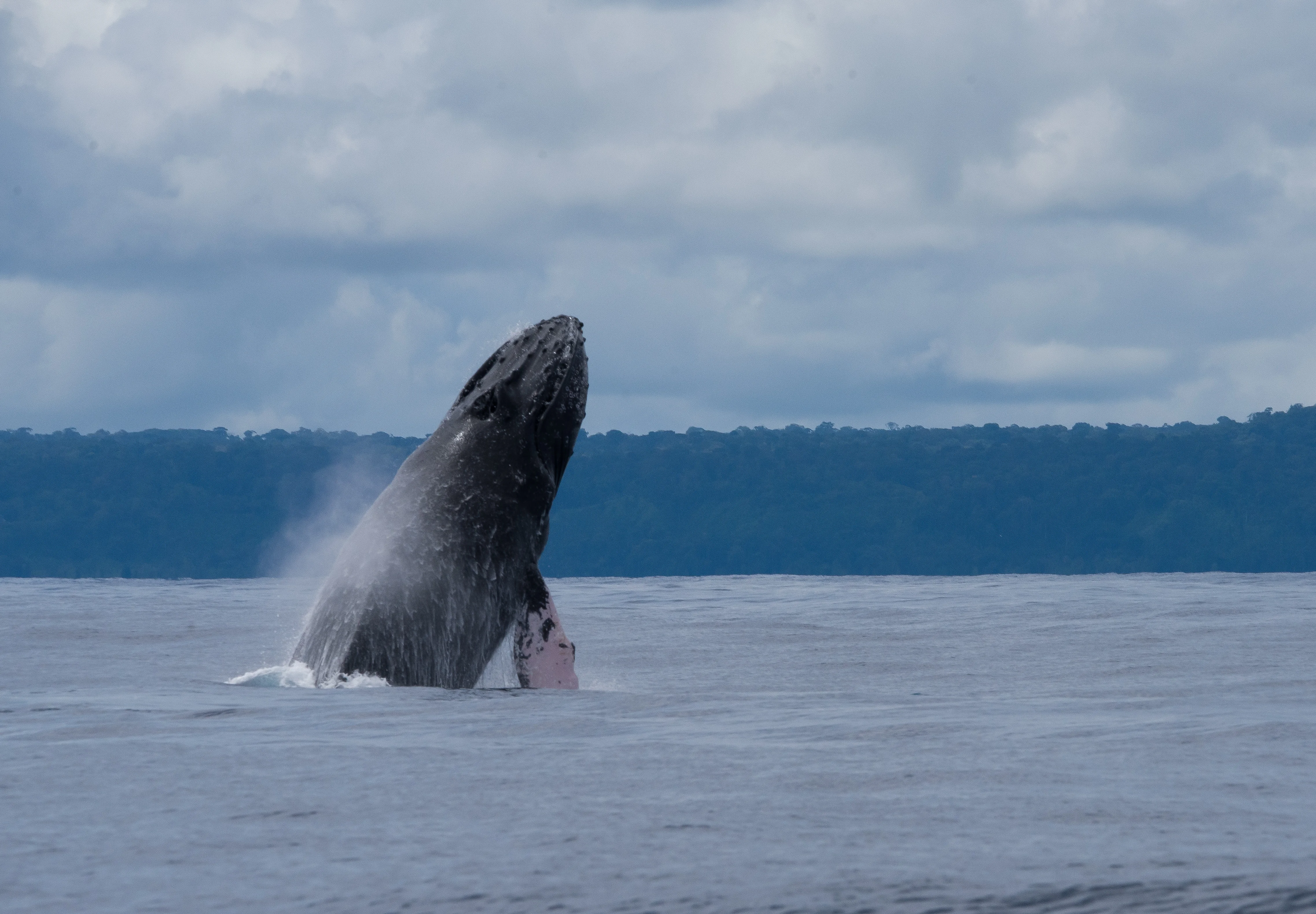 Whale And Dolphin Watching From Drake Bay